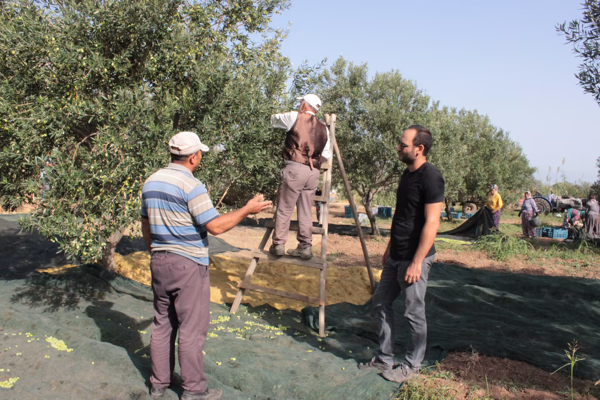 Hasat Kahramanı