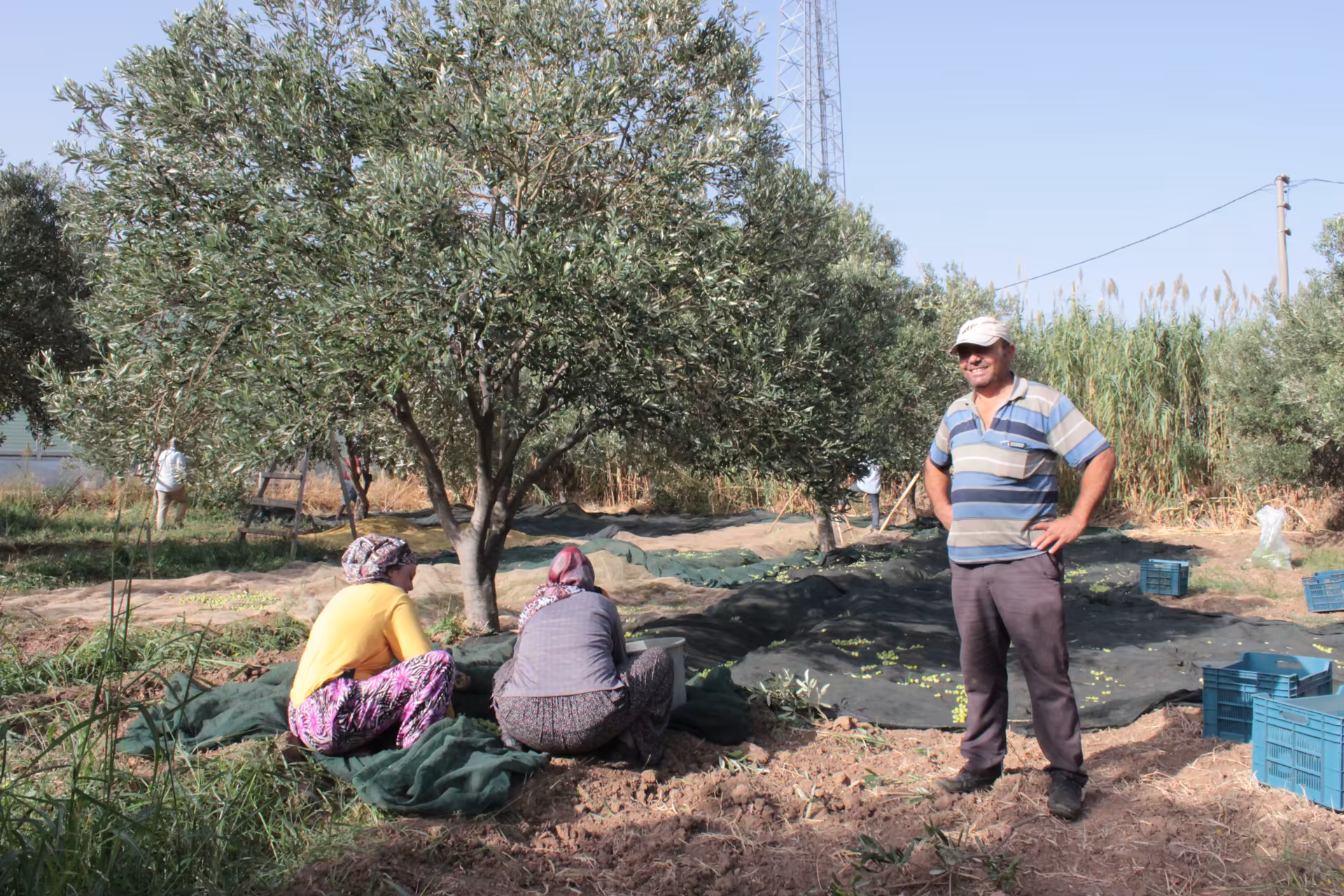 Hasat Kahramanı
